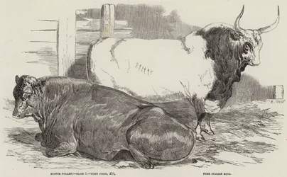 Prize Cattle at the Royal Agricultural Society