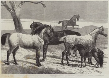 Prize Horses at the Horse Show in the Agricultural Hall, Islington