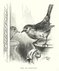 Robin and Looking-Glass (engraving)