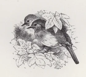 Robins