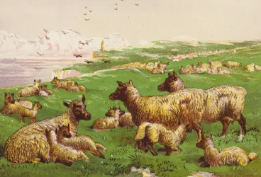 Sheep on the Sea Shore