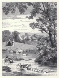 The Duck Pond