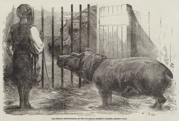 The Female Hippopotamus at the Zoological Society