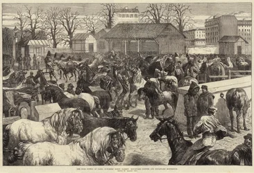 The Food Supply of Paris, Butchers