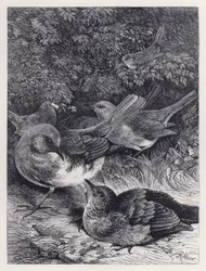The Greedy Young Robin