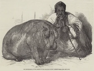 The Hippopotamus, in the Gardens of the Zoological Society, Regent
