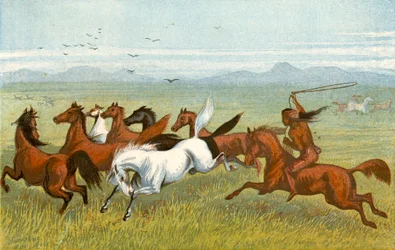 The Horse