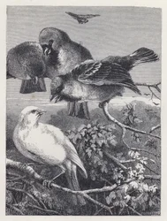 The Persecuted Canary