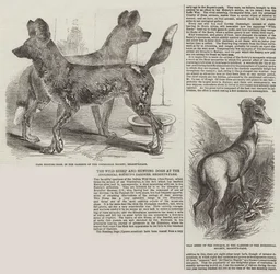 The Wild Sheep and Hunting Dogs at the Zoological Society