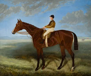 Salpinctes-a Race Horse