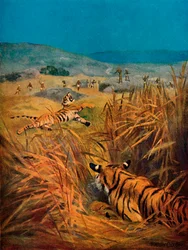 Tigers - The Terror of Indian Villages, 1913