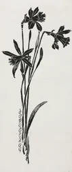 Daffodils