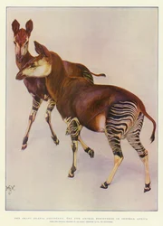 The Okapi (Ocapia Johnstoni), the new Animal discovered in Central Africa