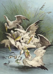 Pelicans Feeding
