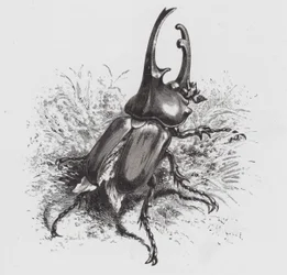 The Insect: Beetle