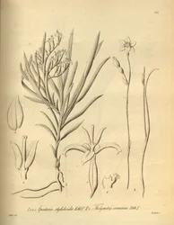 Apostasia wallichii (as Apostasia stylidioides) - Thelymitra cornicina