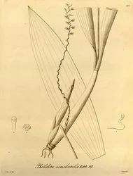 Illustration of Pholidota Camelostalix