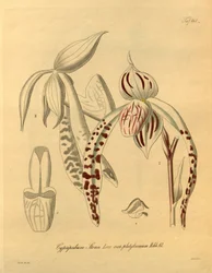 Biodiversity Heritage Library