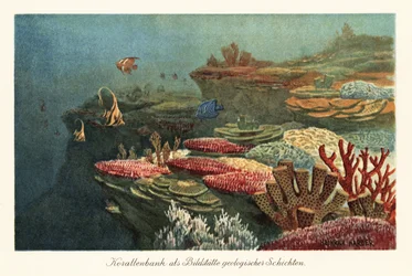 Ancient coral reefs on the ocean floor