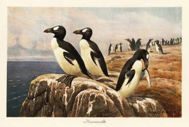 Extinct Great Auks Standing on the Edge of a Cliff