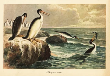 Hesperornis regalis, Extinct Flightless Bird, Cretaceous