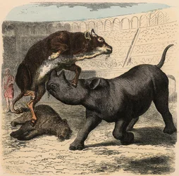 Ancient Rome: Animals Fighting in the Amphitheatre