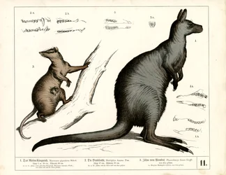 Australian and American Marsupials