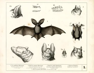 Bat Species with Anatomical Details