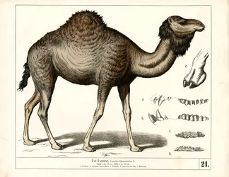 Dromedary with Anatomical Details
