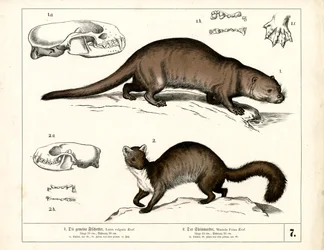 European Otter and Stone Marten with Anatomical Illustrations