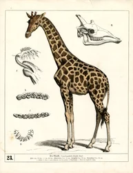 Giraffe with Anatomical Details