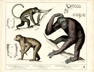 Great Apes: Orangutan, Chimpanzee and Guenon