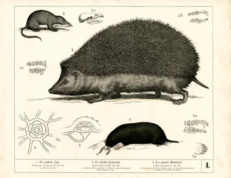Insectivores: Hedgehog, Shrew and Mole