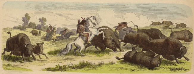 Native Americans on Horseback Hunting Buffalo (Coloured Engraving)