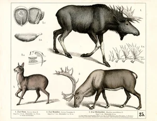 Northern Deer Species and Musk Deer