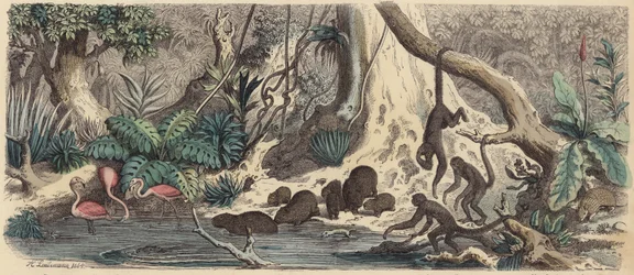 Riverbank in Guiana