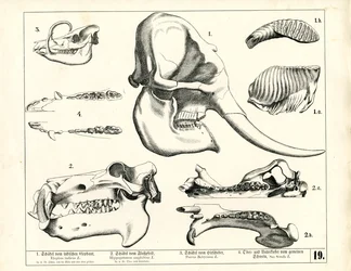 Skulls and Dentition of Various Mammals