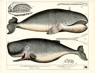 Sperm Whale and Bowhead Whale with Anatomical Features