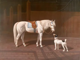 Horse, Gray / after H. Sperling