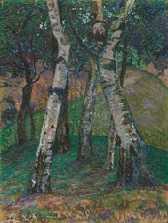 Birches at the Barkenhoff