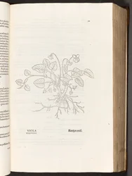 Violet, illustration from De historia stirpium commentarii insignes by Leonhart Fuchs, 1542