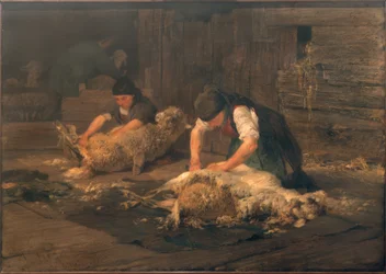 The Sheep Shearing