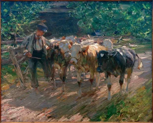 Herd Boy Leading Three Calves