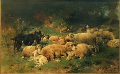 Resting Sheep at the Edge of the Forest