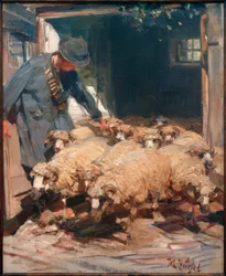 Shepherd Letting Sheep Out of the Stall