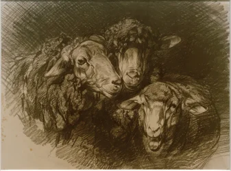 Sheep