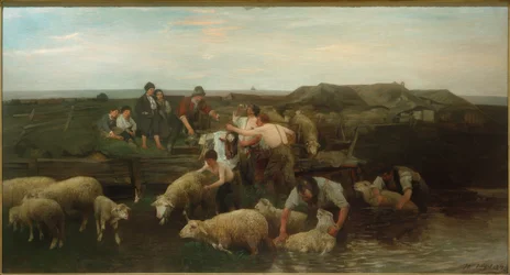 Sheep Washing