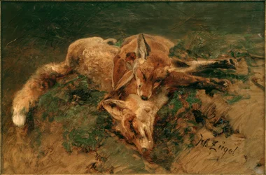 Two Foxes