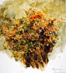 Berberis, Sunshine