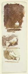 Doves